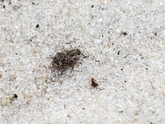 Leichenum