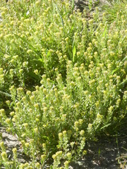 Odontarrhena muralis