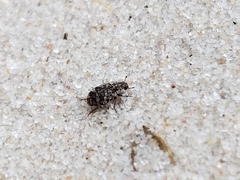 Leichenum