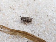Leichenum