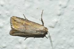 Crambodes talidiformis