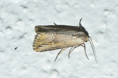Crambodes talidiformis