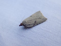 Meritastis polygraphana