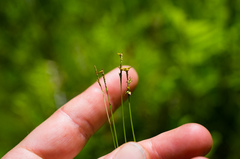 Carex interior