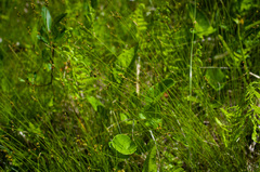 Carex interior
