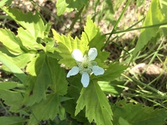 Rubus multifer