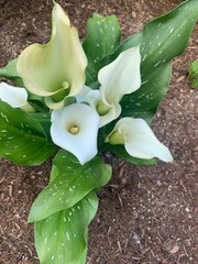 Zantedeschia