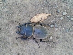 Apterodorcus bacchus