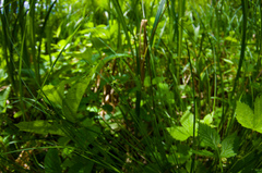 Stellulatae