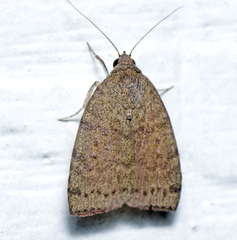 Austrocarea iocephala