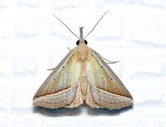 Hypena conscitalis