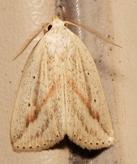 Amolita obliqua