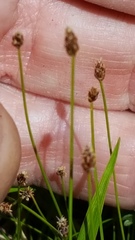 Eleocharis nitida