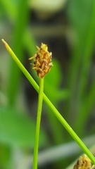 Eleocharis nitida