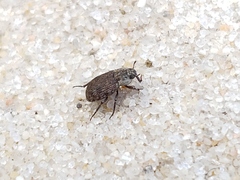Leichenum