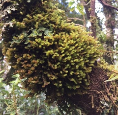 Cladomnion ericoides