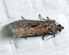 Cryptaspasma