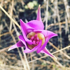 Calochortus macrocarpus