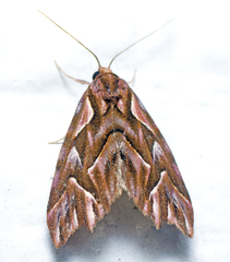 Clytoscopa iorrhoda
