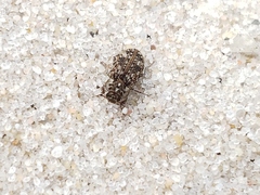 Leichenum