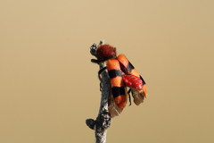 Trichodes bibalteatus