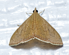 Hyalobathra crenulata