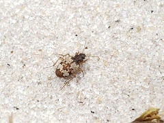 Tetragonoderus latipennis