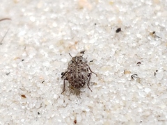 Leichenum
