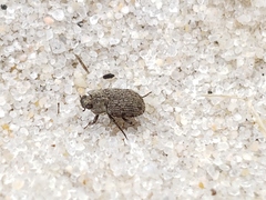 Leichenum