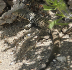 Aspidoscelis tigris tigris