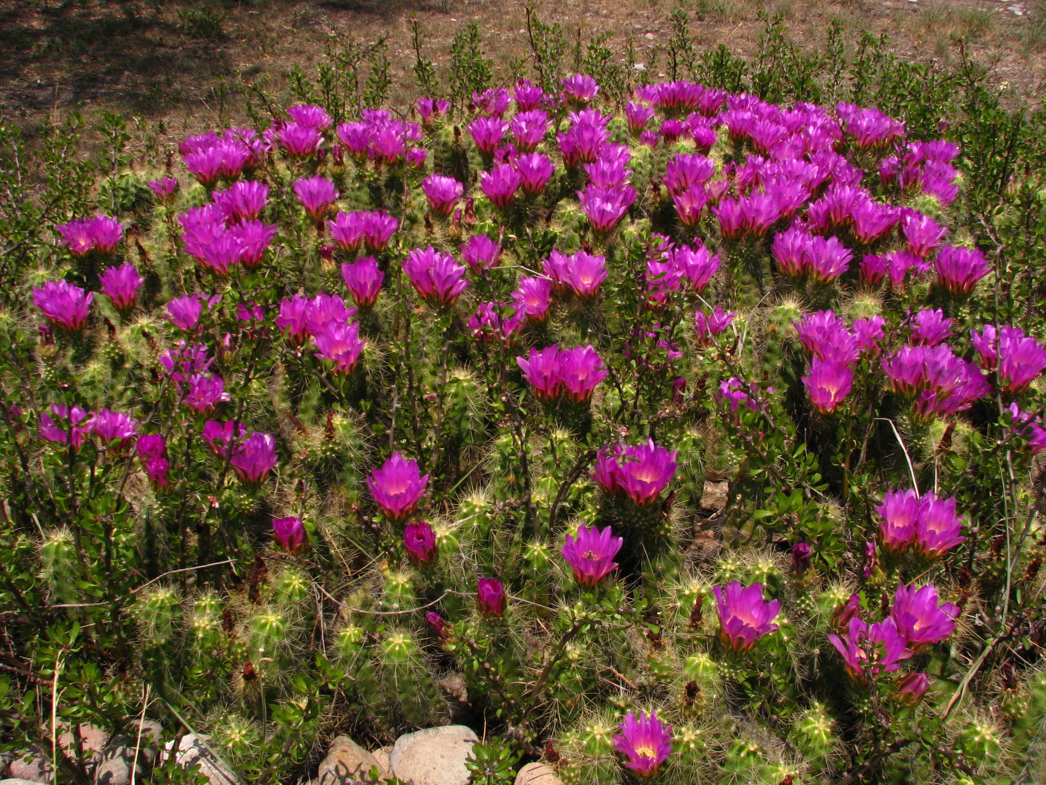 Photos of Echinocereus cinerascens  iNaturalist
