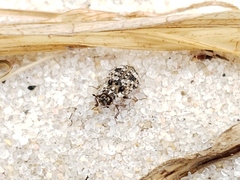 Leichenum