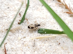 Tetragonoderus fasciatus