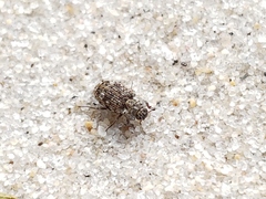 Leichenum