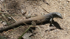 Aspidoscelis tigris tigris