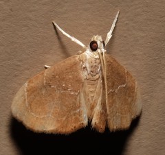 Glaphyria peremptalis
