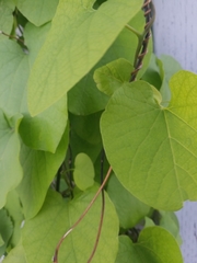 Aristolochia macrophylla