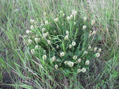 Astragalus inopinatus