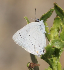Satyrium sylvinus