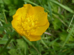 Ranunculus