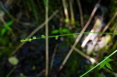 Carex seorsa
