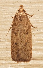 Glyphidocera juniperella