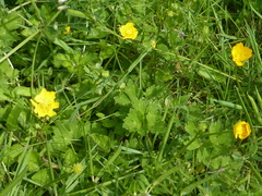 Ranunculus