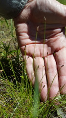 Eleocharis nitida