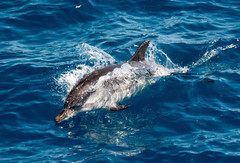 Stenella coeruleoalba