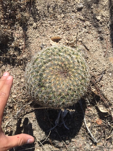 Coryphantha recurvata