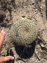Coryphantha recurvata