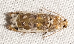 Proteoteras naracana