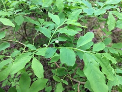 Vaccinium alaskaense