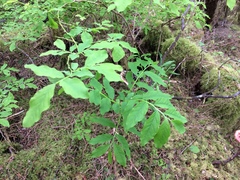 Vaccinium alaskaense